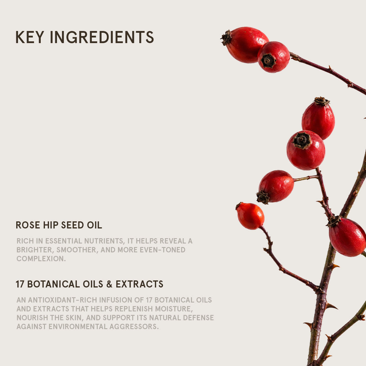 ANTIOXIDANT BRIGHTENING OIL