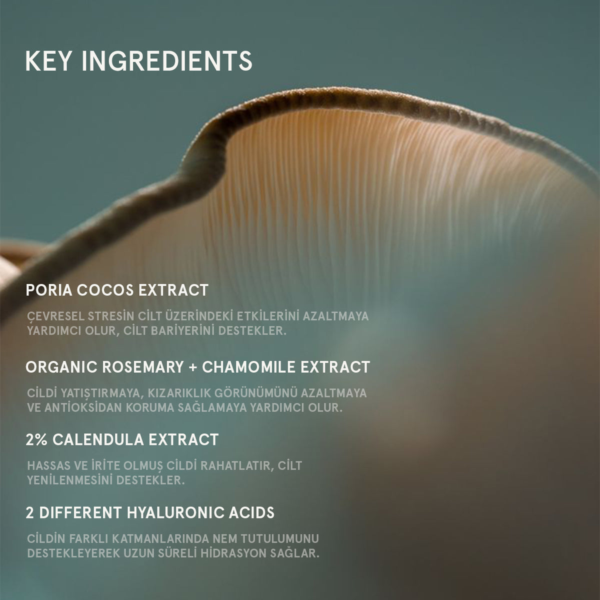 SUPERFOOD REPAIRING PLUMPING CREAM